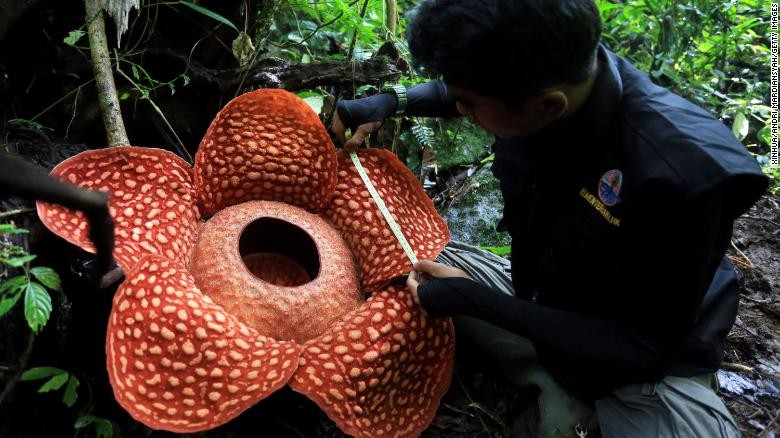 Hallaron la flor más grande del mundo: es parásita y tiene un olor repugnante | Curiosidades