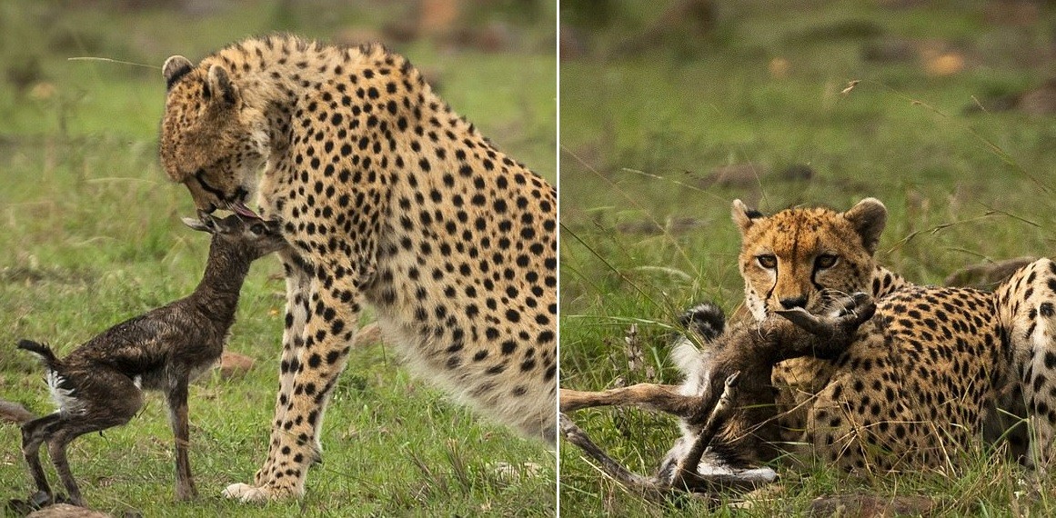 El beso de la muerte de una chita a una gacela bebé | Curiosidades