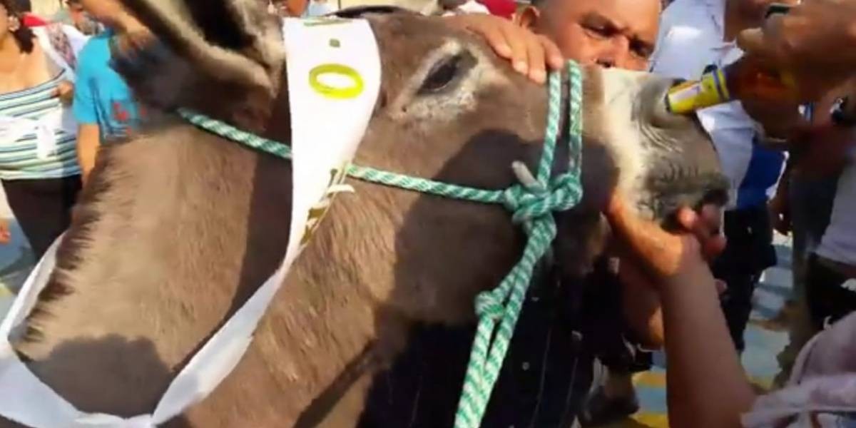 Video denuncia: obligaron a un burro a tomar cerveza por la nariz como "premio" por ganar una carrera | Curiosidades