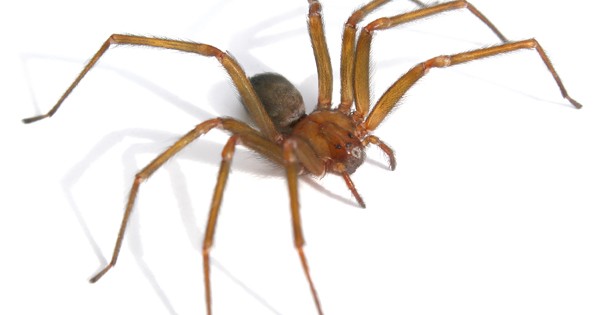 Una nena de 3 años fue mordida por una araña y debió ser internada en el Hospital Penna | Actualidad