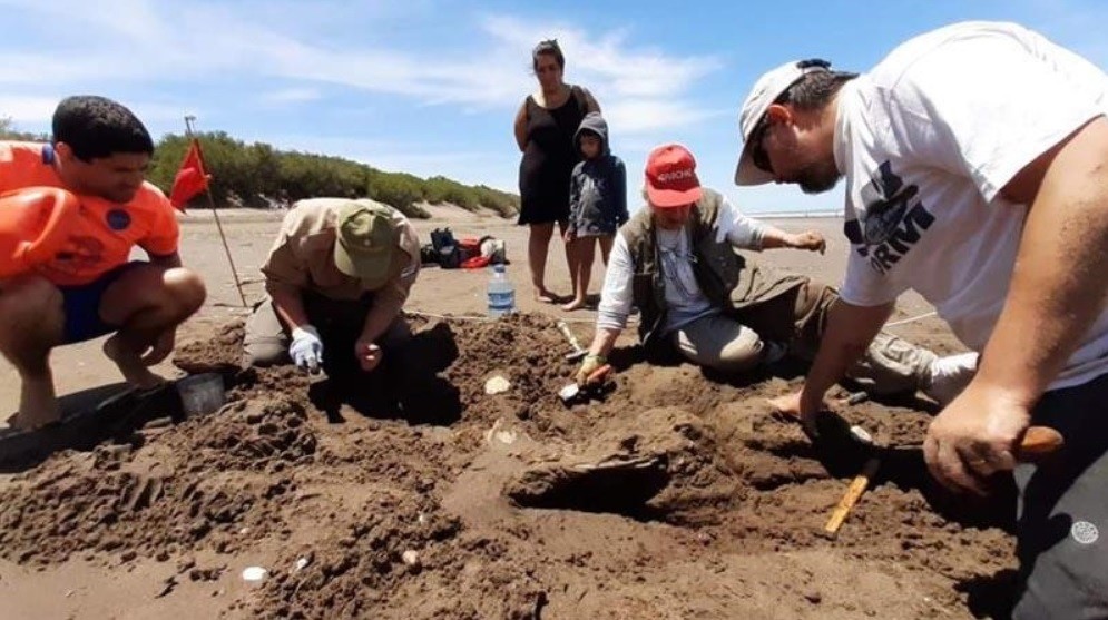 Restos fósiles en la playa de Monte Hermoso: el hallazgo de una familia en vacaciones | Actualidad