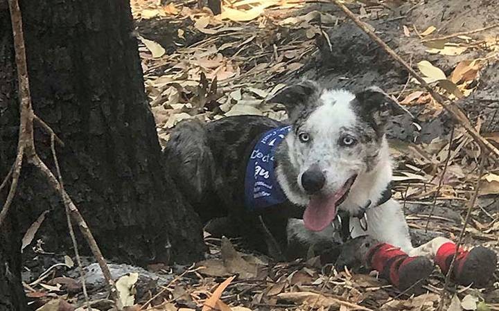 La historia de "Oso", el perro que salva koalas del fuego en Australia | Internacionales