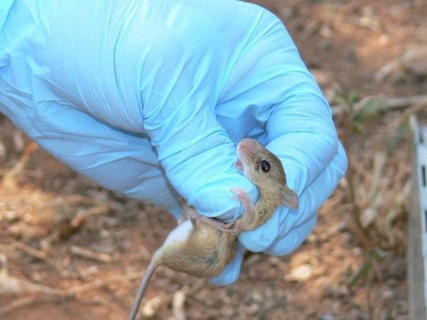 Internaron a una embarazada con hantavirus: investigan cómo se produjo el contagio | Actualidad