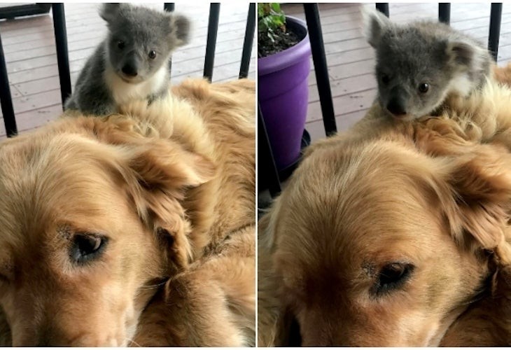 La historia de "Sasha", la perra que salvó a un koala bebé del fuego en Australia | Internacionales