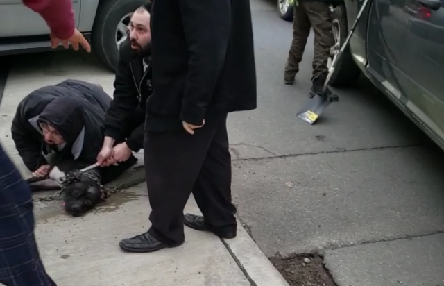 Video: el momento en que un hombre le salva la vida a un bebé del feroz ataque de un perro pitbull | Internacionales