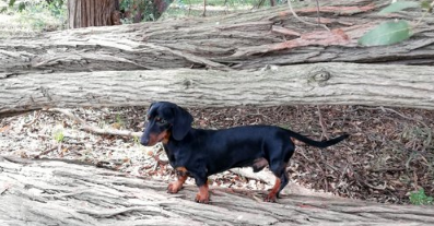 "Cuidados de Milo": el manual de una nena para cuidar a su perro que se hizo viral | Curiosidades