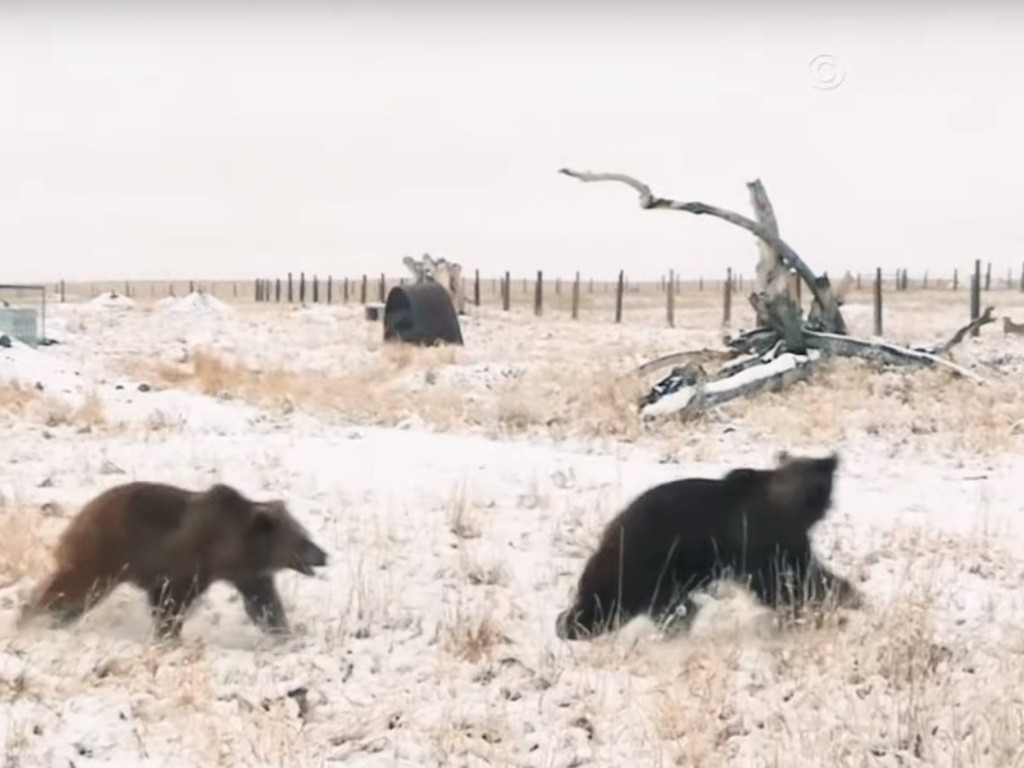 Video: la conmovedora liberación de 10 osos que vivieron 20 años enjaulados en un zoo | Actualidad