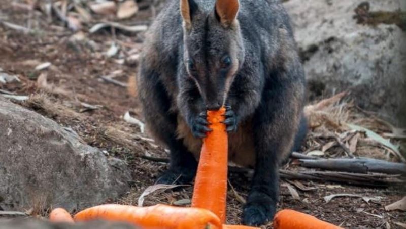 Incendios en Australia: lanzan verduras a los animales desde helicópteros | Internacionales
