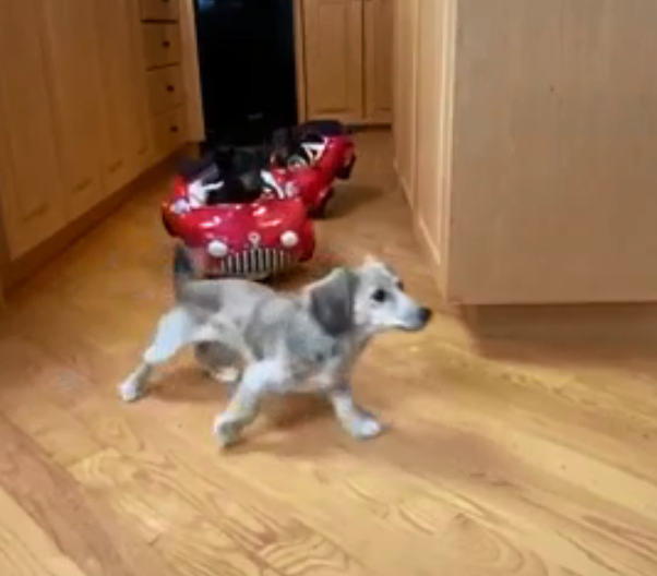 Rápido y Furioso versión canina: la desopilante persecución entre perros | Redes