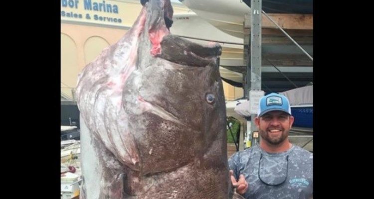 Pescaron un pez de 160 kilos, 50 años y en vías de extinción | Curiosidades