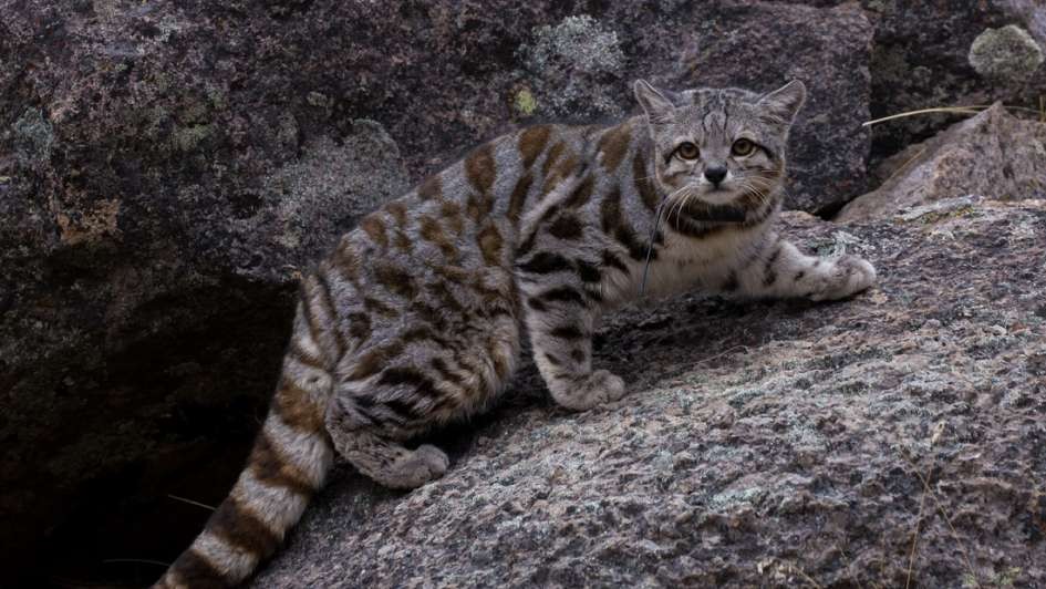 Reapareció el gato andino en Mendoza, uno de los animales más amenazados de la región | Actualidad