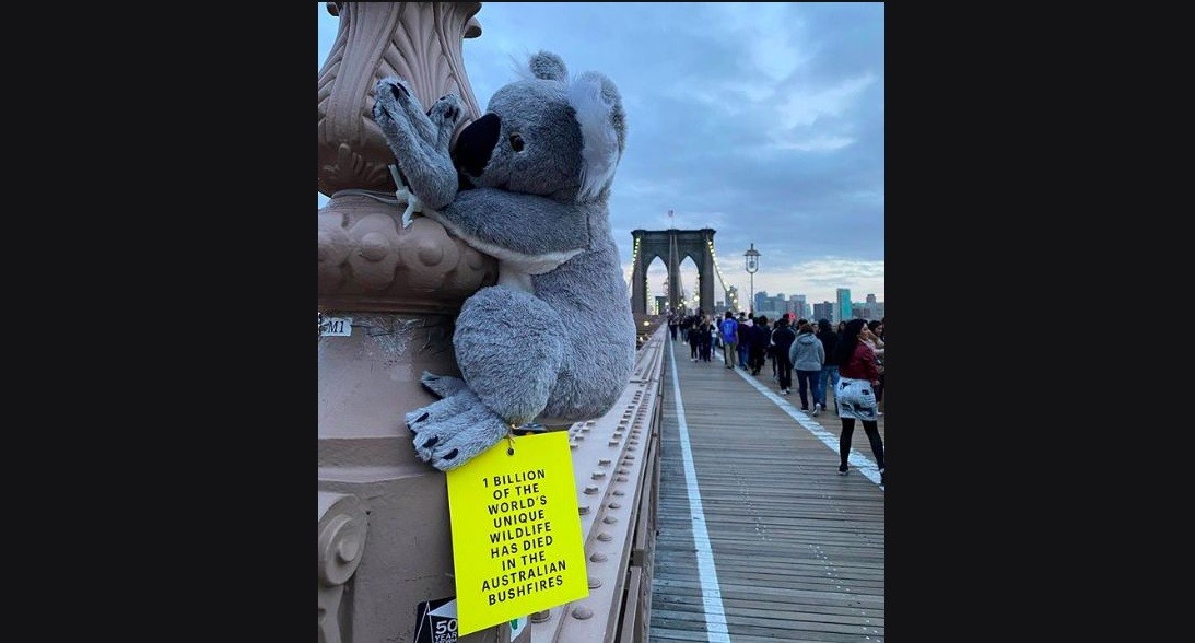 Nueva York se llena de koalas para recaudar fondos para Australia | Internacionales