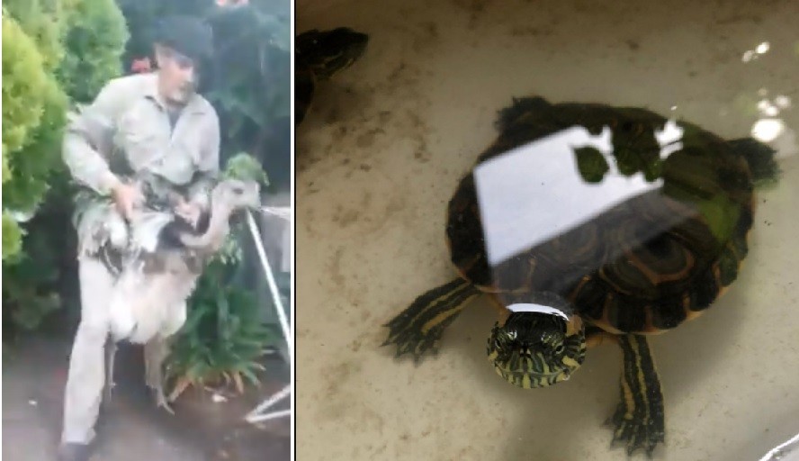 La Plata: detuvieron a un hombre con 90 animales exóticos para vender por internet | Actualidad