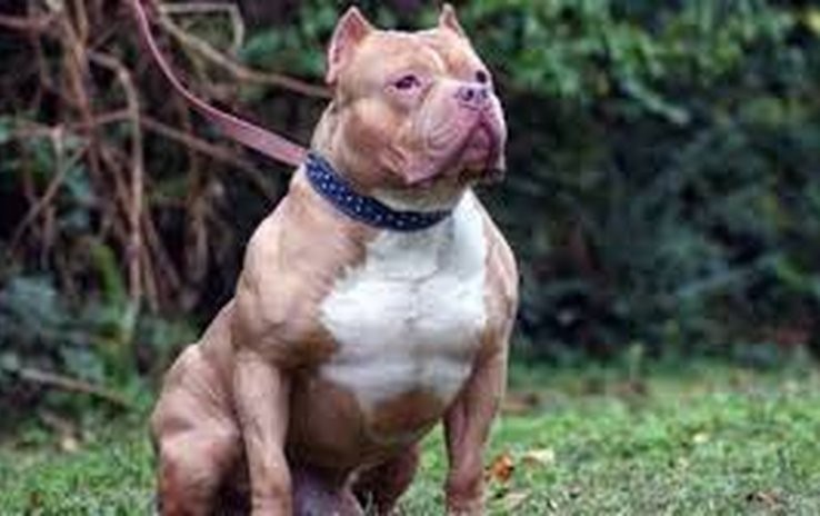 Una mujer usó su perro pitbull para matar a su ex novio | Internacionales