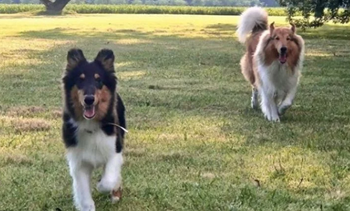 Grieta de perros: Los perros de Alberto, Dylan y Prócer, se pelean por el dominio de la Quinta de Olivos | Curiosidades