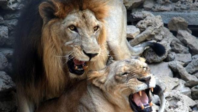 Una leona murió al tirarse al foso del zoo: su pareja había sido sacrificada dos semanas antes | Curiosidades