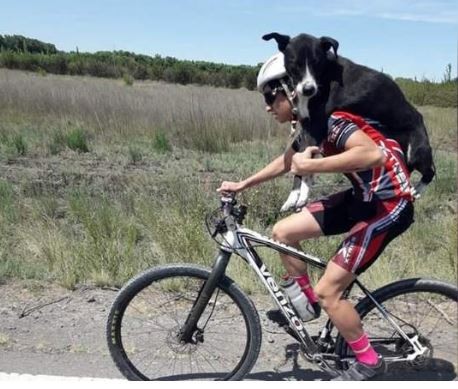 Ciclistas cargaron a un perro en la ruta para poder salvarlo | Actualidad