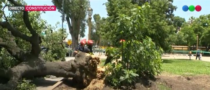Cayó un árbol en Constitución e hirió a una peatona | Actualidad