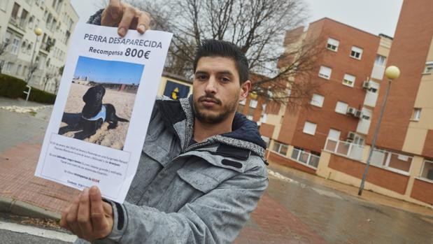 Robaron una perra a mano armada que iba a ser "el ángel de la guarda" de una chica con movilidad reducida | Internacionales