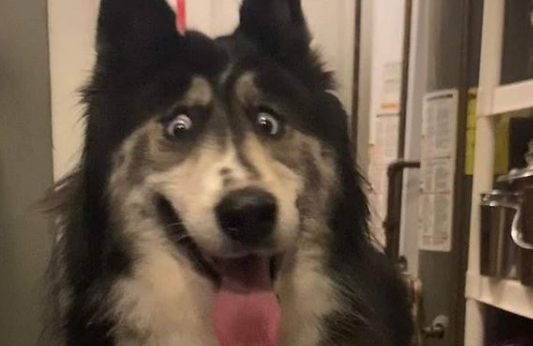 La historia de la perra que se volvió viral por su extraña mirada | Redes