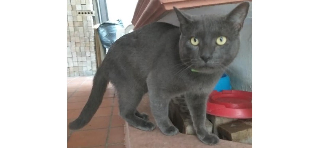 Viral: el gato con doble vida que tenía dos casas, dos nombres y dos dueños | Redes