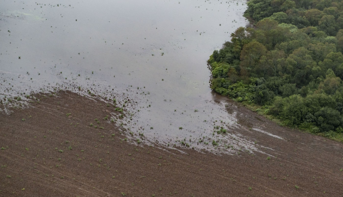 En 2019 se deforestaron más de 80.000 hectáreas de bosques en el norte argentino, según Greenpeace | Actualidad