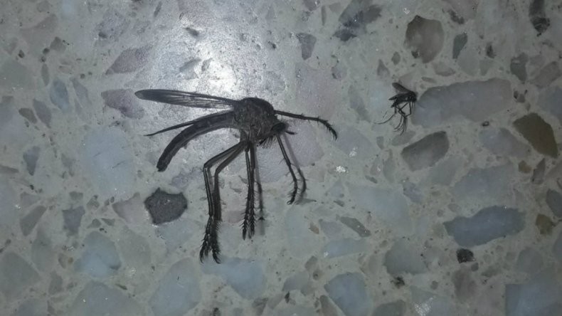 Se viralizó la extraña imagen de un "mosquito gigante" | Redes