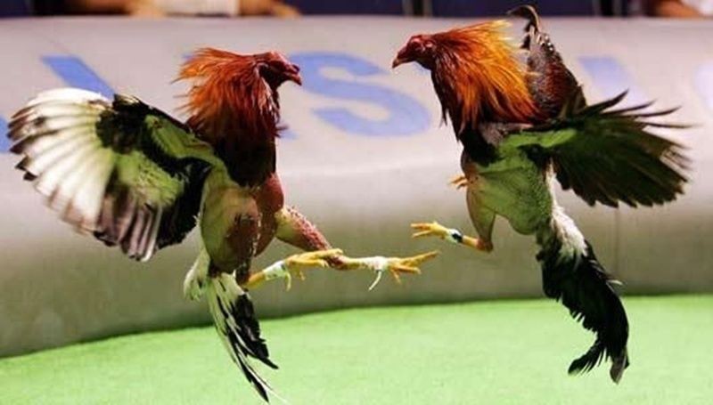 Un hombre murió atacado por su propio gallo: lo llevaba a participar de una riña | Curiosidades