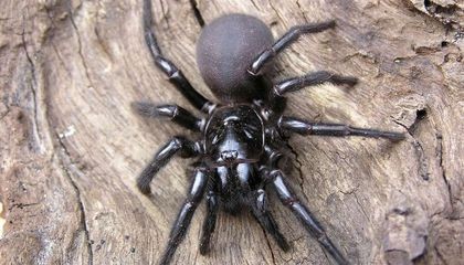 Australia en alerta: tras las lluvias, la nueva amenaza son las arañas venenosas | Internacionales