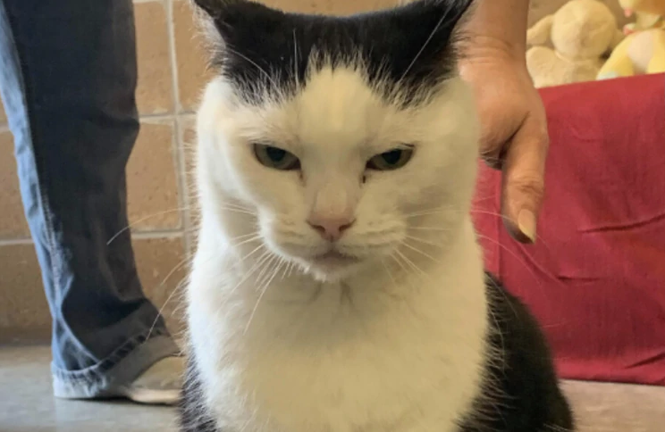 La "peor gata del mundo" está en adopción | Internacionales