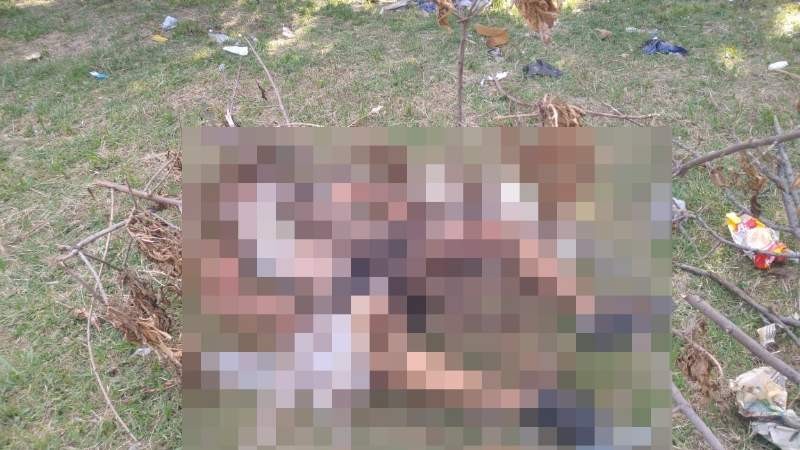 Matan a golpes a un joven e intentan prender fuego su cuerpo en un parque de Temperley | Actualidad