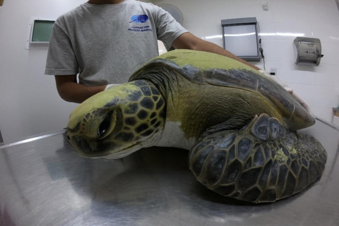 Video alarmante: la gran cantidad de plástico que defecó una tortuga rescatada en San Clemente del Tuyú | Actualidad