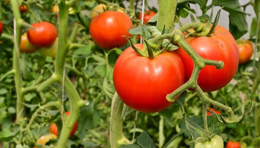 Crece el interés por el manejo agroecológico en horticultura, destacó el INTA | Actualidad