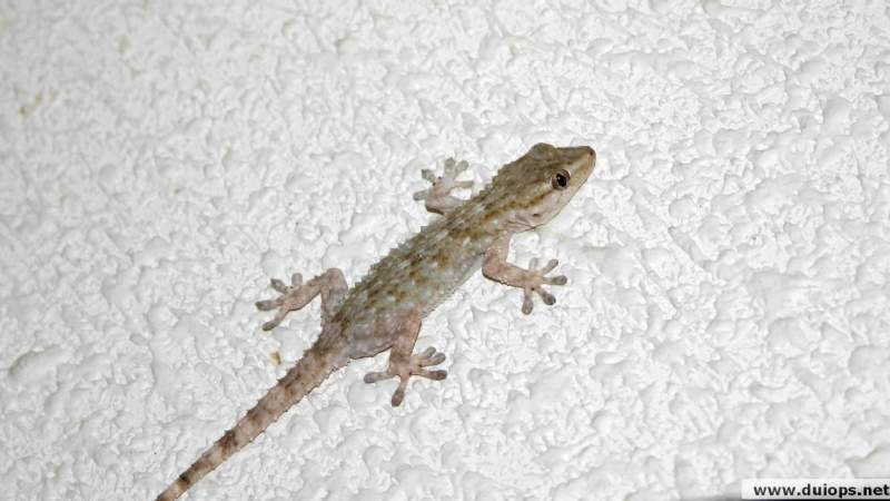 Invasión de lagartijas en la zona sur del conurbano: piden no matarlas | Actualidad