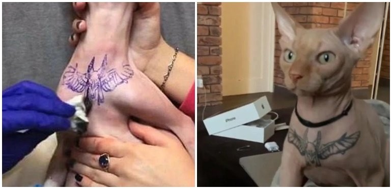 Bronca en las redes con una joven que anestesió y tatuó a su gato | Curiosidades