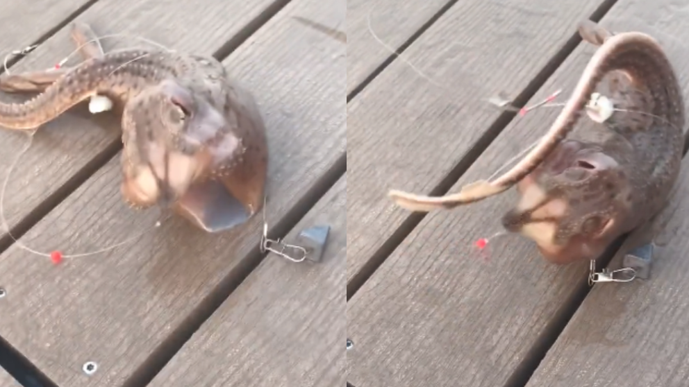 Video: la misteriosa criatura que apareció en una playa de Nueva York y la rompe en TikTok | Curiosidades