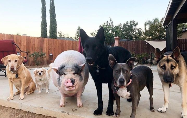 El cerdo que se cree perro: convive con cinco de ellos en una casa como una mascota más | Curiosidades