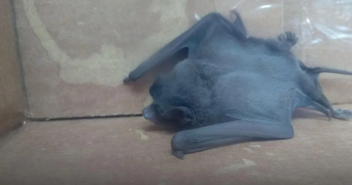 Alarma en el sur del conurbano por una invasión de murciélagos | Actualidad