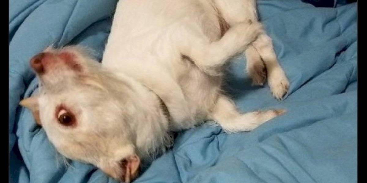 El misterioso animal que perturbó a todos los usuarios de Twitter: no pueden descubrir de qué se trata | Curiosidades