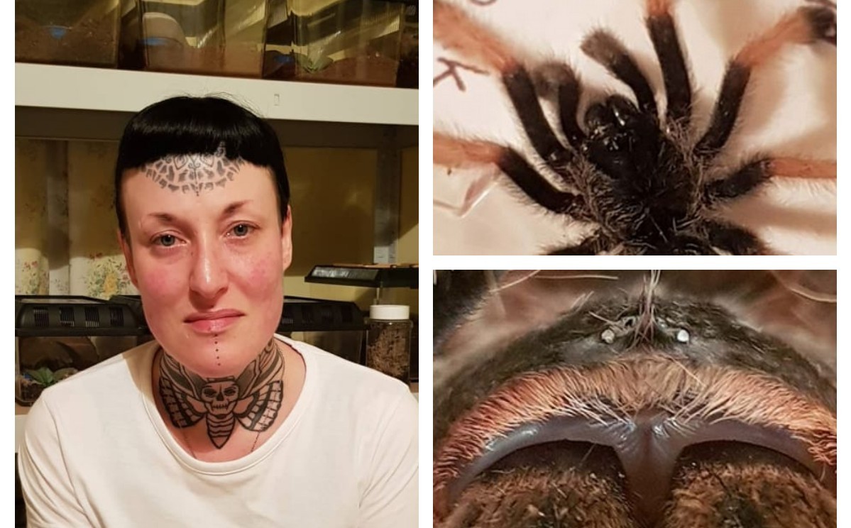 La mujer que pasó de tenerle miedo a las arañas a vivir con 35 tarántulas | Curiosidades