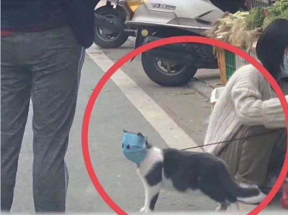 Miedo al coronavirus: el gatito con barbijo que se volvió viral | Curiosidades