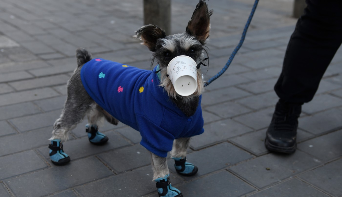 Los recursos para proteger a las mascotas chinas del coronavirus | Curiosidades