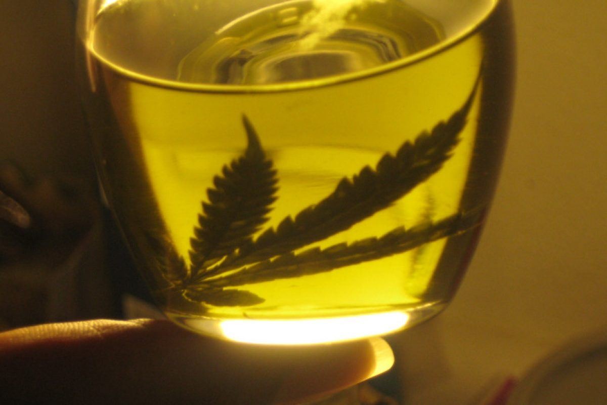 Jujuy producirá aceite de cannabis para exportar | Actualidad