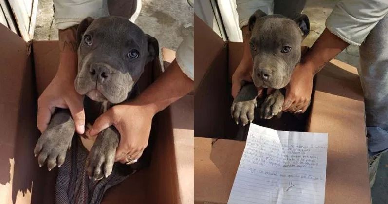 Un niño abandonó a su perro en un refugio para salvarlo de los maltratos de su padre | Redes