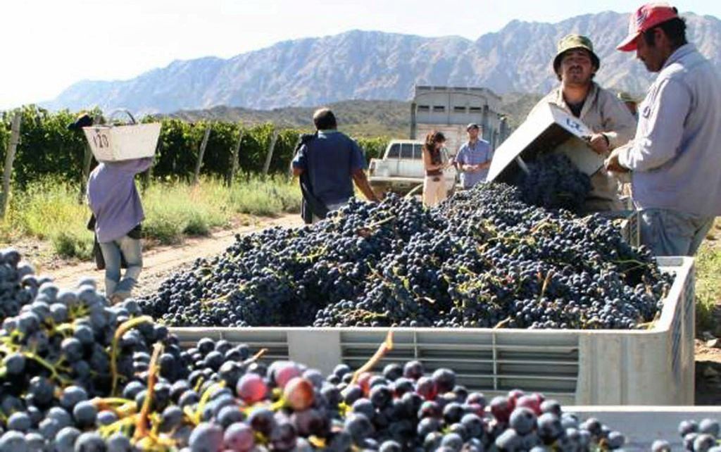 En La Rioja convocaron a 3.000 cosecheros, pero sólo hubo 3 consultas | Actualidad