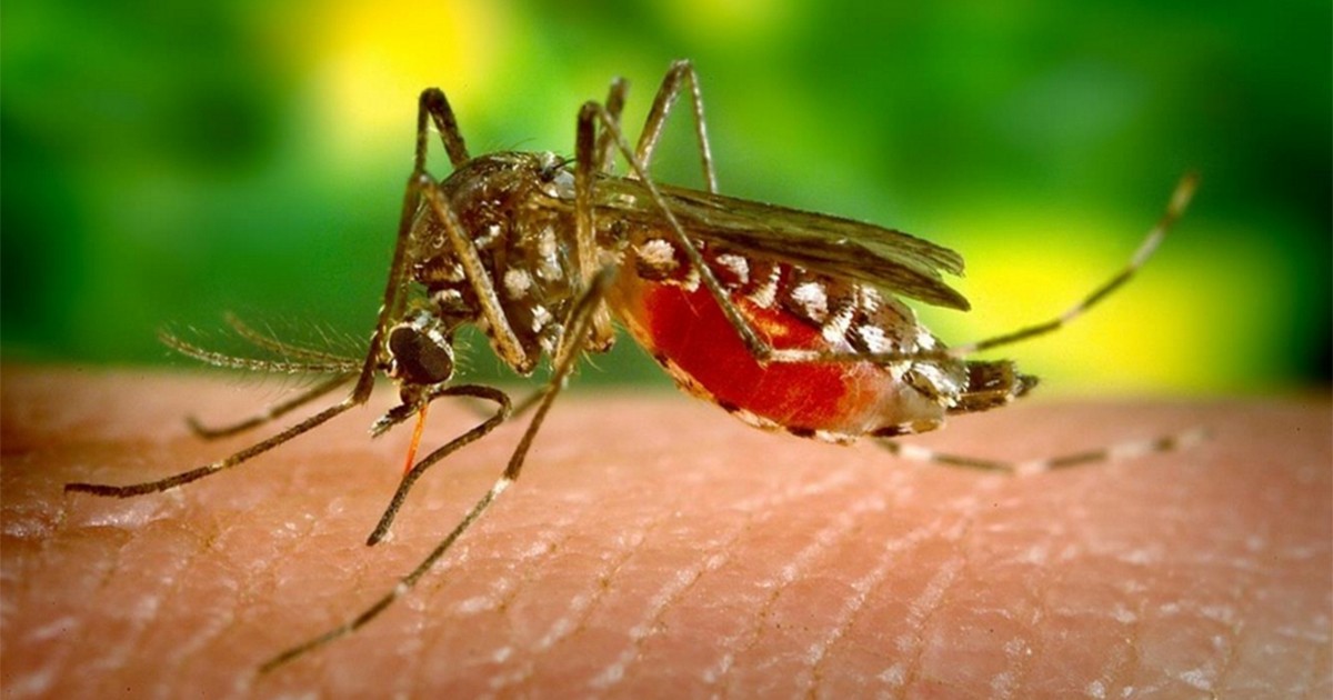 Analizan un posible caso del virus zika en la Argentina | Actualidad