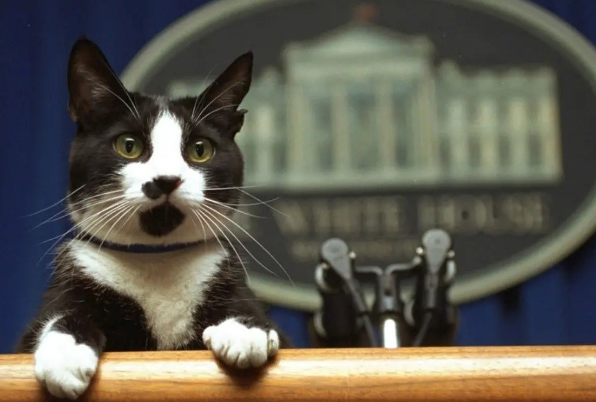 Las redes sociales se llenaron de gatitos para celebrar su día | Redes