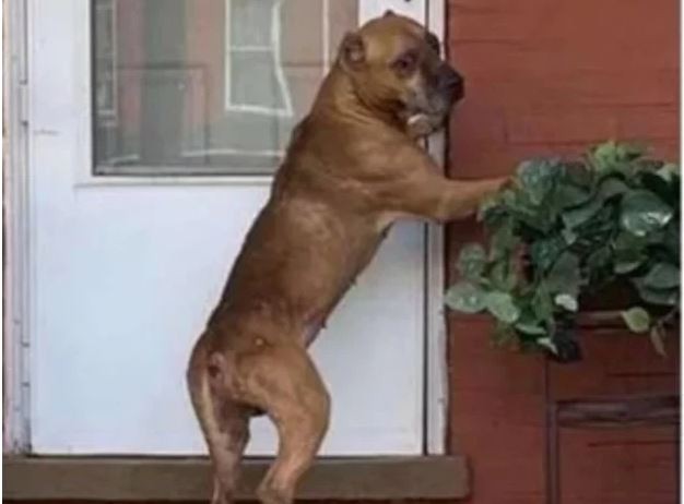 Vendieron su casa y abandonaron a su perro: rascó la puerta durante 21 días | Curiosidades