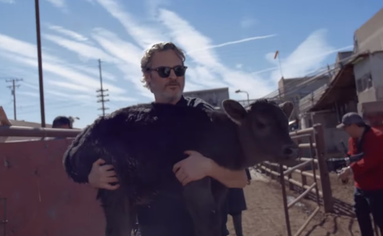 Joaquin Phoenix salvó a una vaca y a su cría de un matadero: "Nunca más van a sentir la crueldad del ser humano" | Espectáculos
