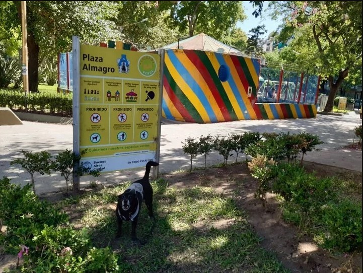 Denuncian que intentan intoxicar a perros que visitan la Plaza Almagro | Actualidad